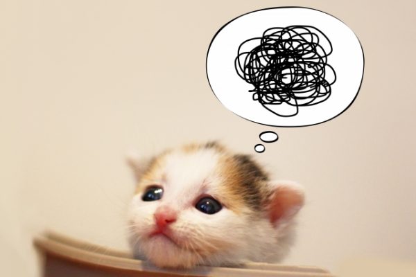 悩む子猫