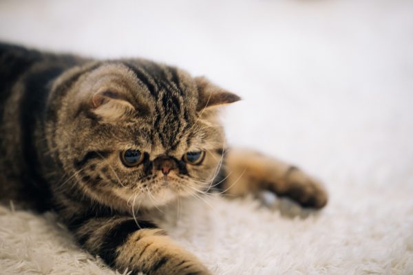 やりがいがないネコ